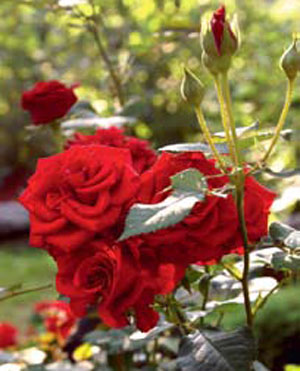 Посадка роз, выращивание и уход за ними | Полезные статьи на блоге Беккер